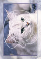 Cats and Dogs Wholesale Greeting Cards